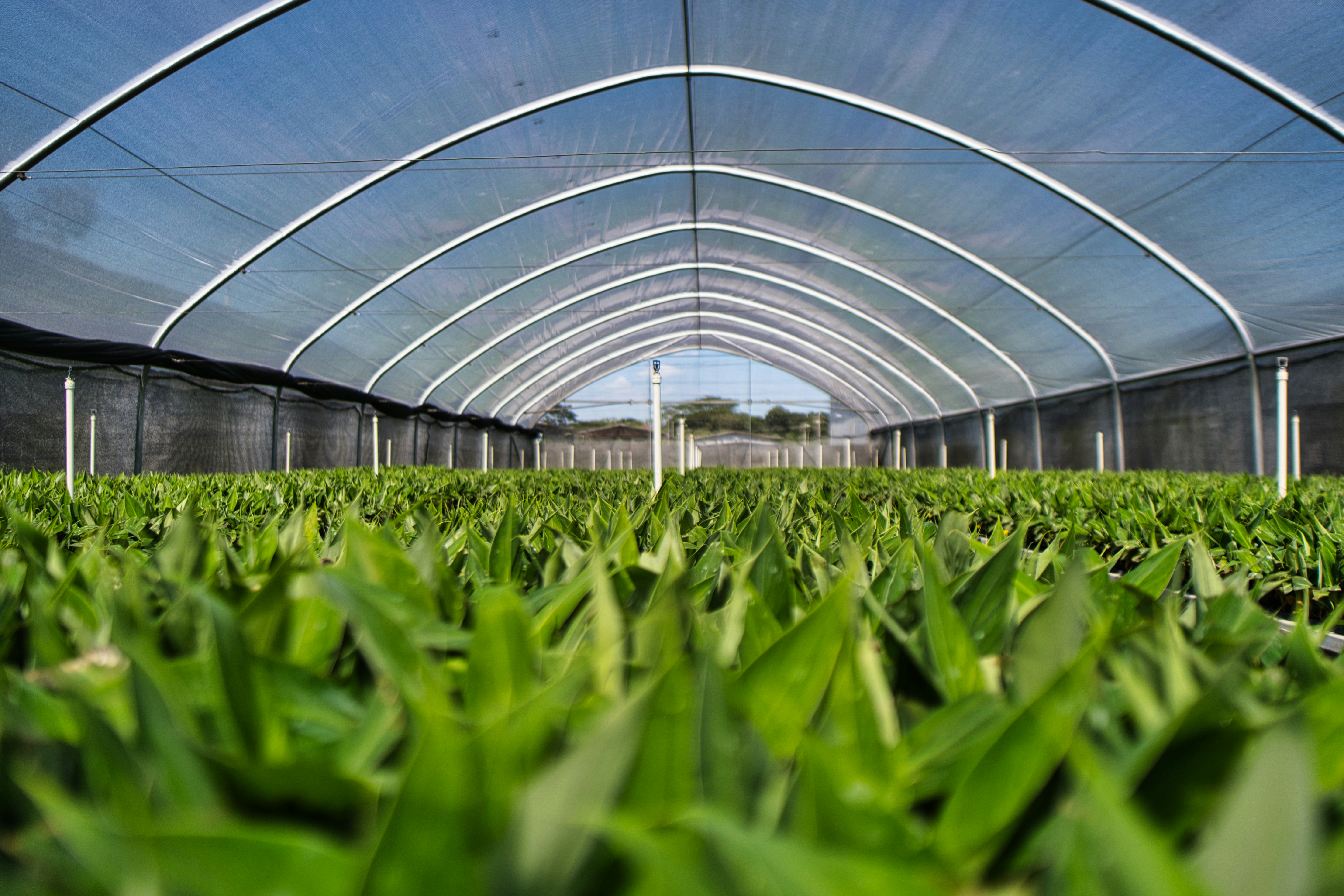 Greenhouse